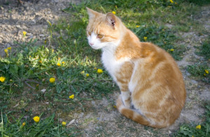 katze-abwartend