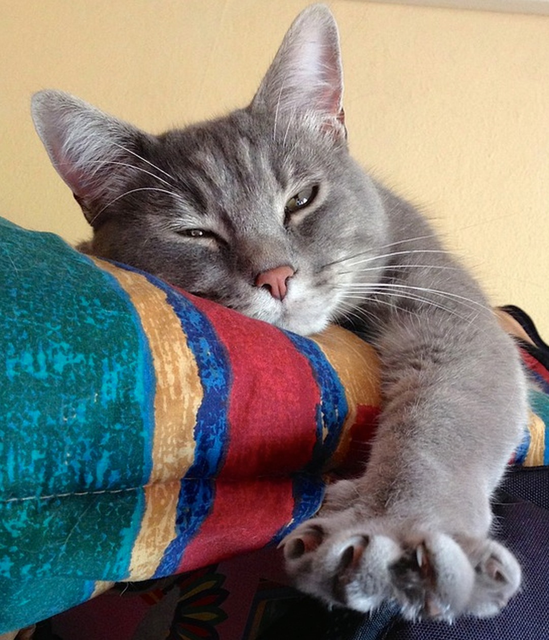 Wie Sie Ihre Katze Daran Gewöhnen Die Krallen Gestutzt Zu