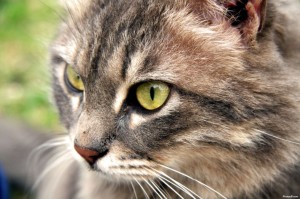 katze-gesicht-getigert-nah