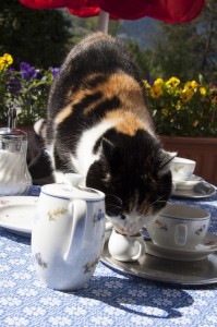 Katze nascht Kondensmilch vom Tisch